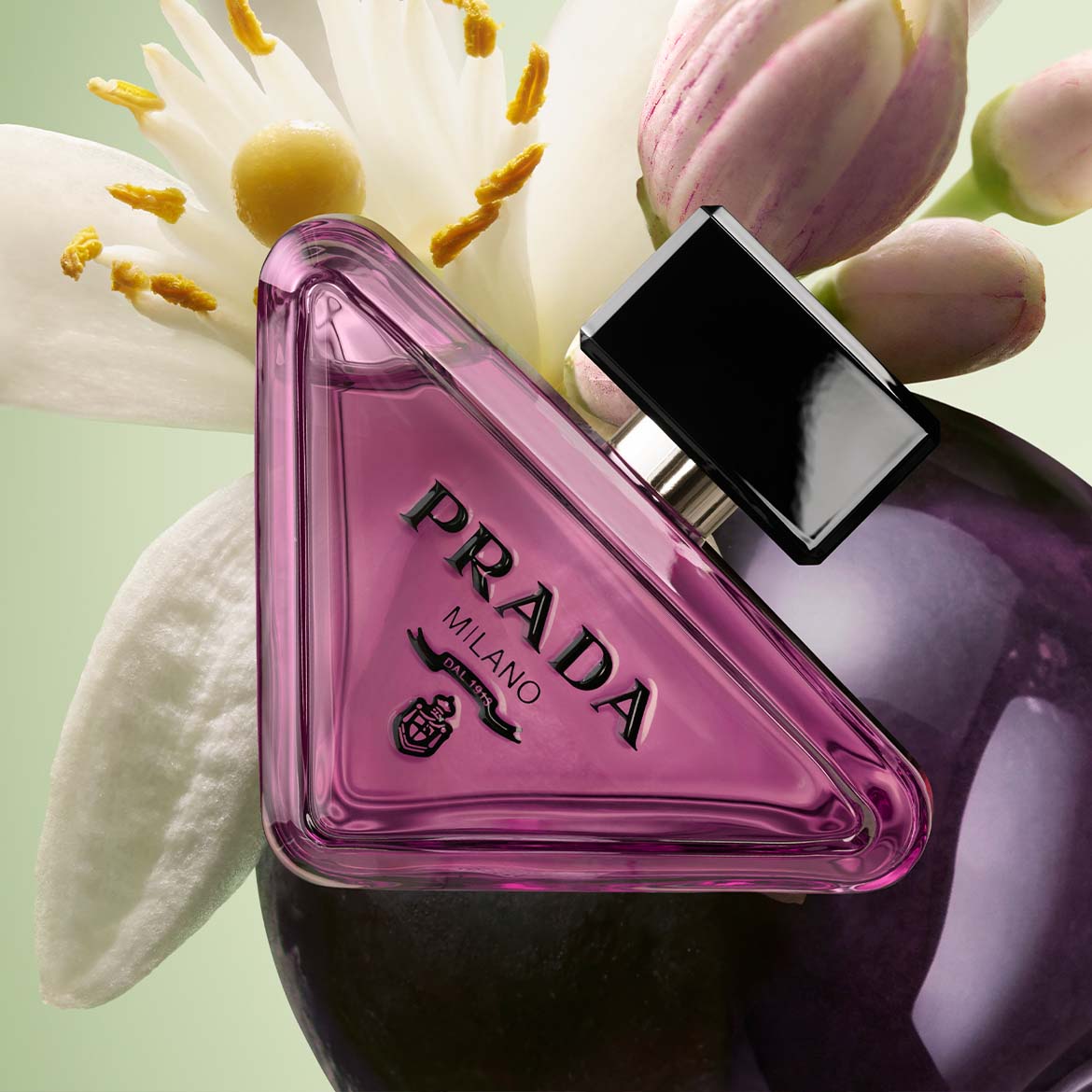 Le parfum Prada Paradoxe est présenté dans un flacon triangulaire rose vif avec un bouchon noir, posé sur une fleur blanche et des bourgeons roses, sur un fond vert clair.
