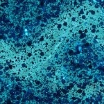 Dust the Competition